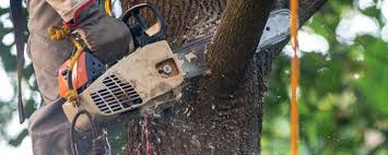 Best Tree Cabling and Bracing  in Carrollton, GA