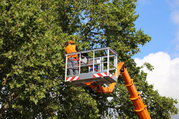 Leaf Removal in Carrollton, GA