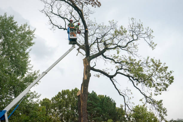 Best Tree Trimming and Pruning  in Carrollton, GA