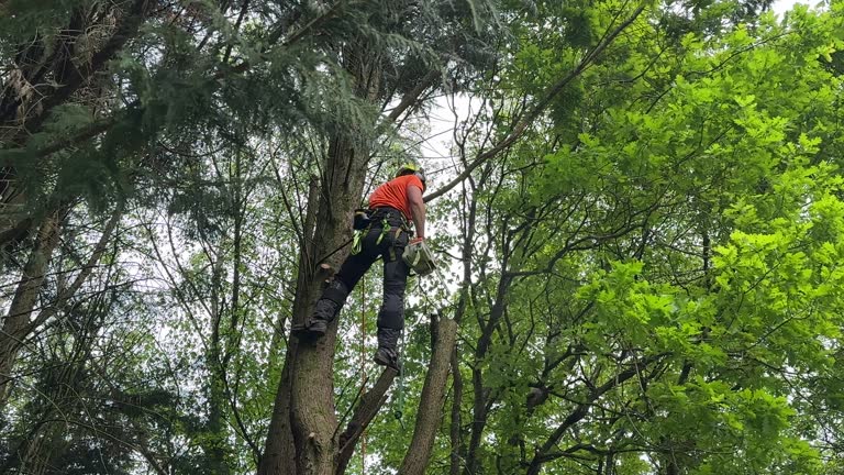 How Our Tree Care Process Works  in  Carrollton, GA