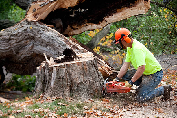 Best Tree Maintenance Programs  in Carrollton, GA