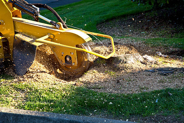 Best Lawn Dethatching  in Carrollton, GA